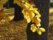 Herbst