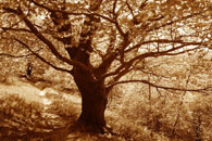 Zauberwald