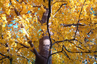 Goldrausch
