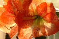 Clivia