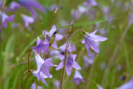 Glockenblumen