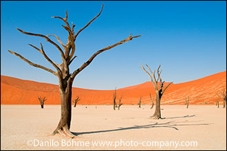 Deadvlei 2