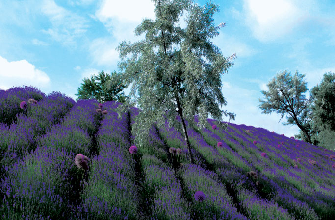 Garten Gehrke Ferch 2 