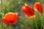 Mohn